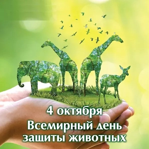  В преддверии Всемирного Дня защиты животных наши первоклашки-волонтеры приняли участие в акции «От сердца к лапке»..