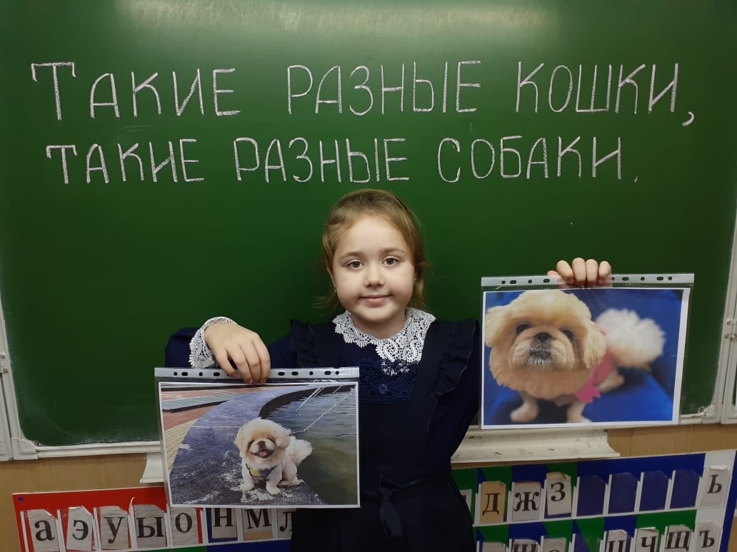 4 декабря во 2 классе прошло занятие &amp;quot; Такие разные кошки, такие разные собаки&amp;quot;..
