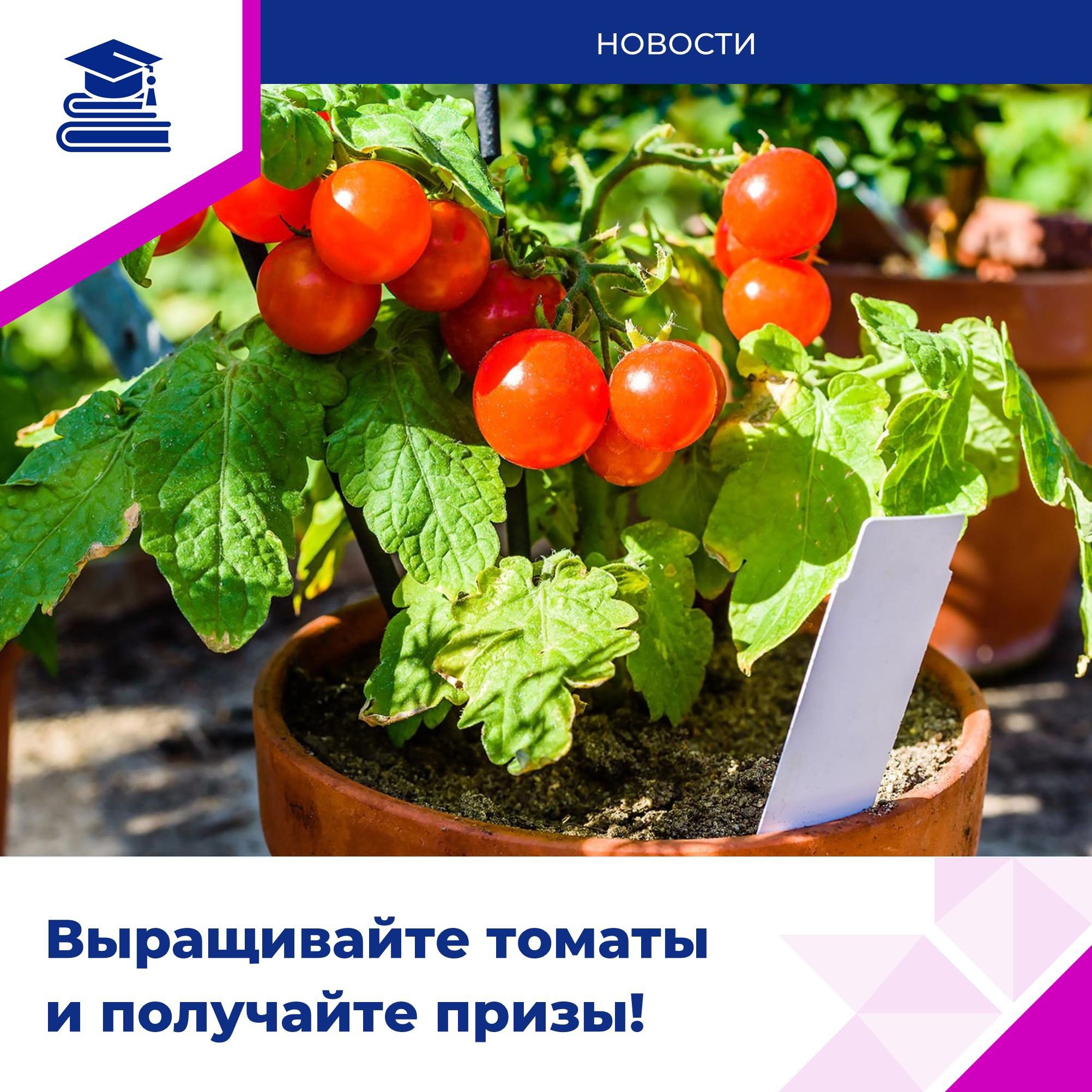 Участвуйте в конкурсе «Огород на окне»!.